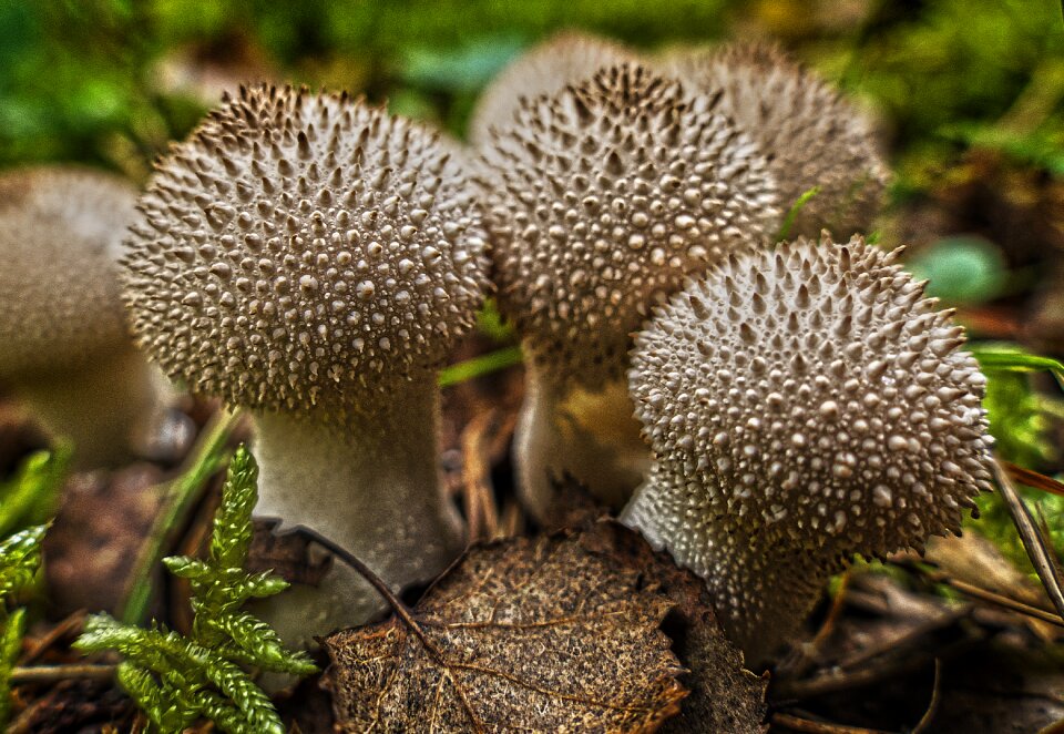 Group leaves forest floor