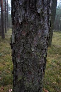 Nature the bark coniferous