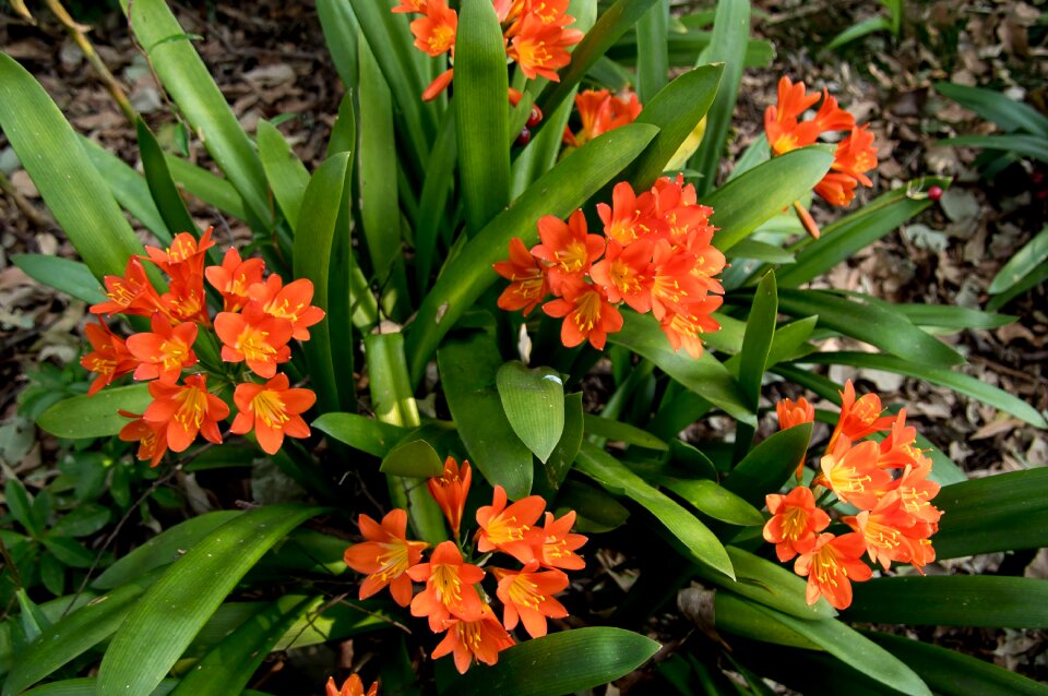 Flowers leaves floral