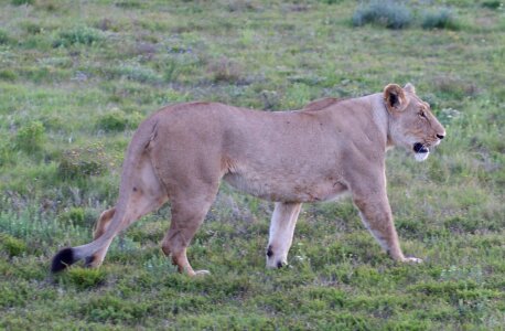 Lioness wildcat lion photo