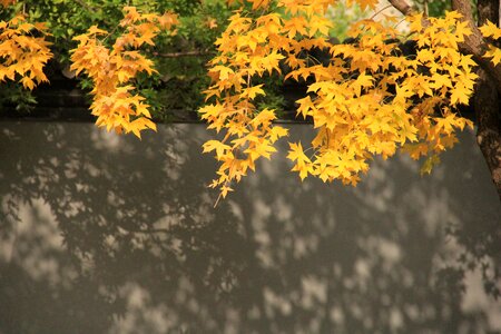 Ingot maple maple the leaves