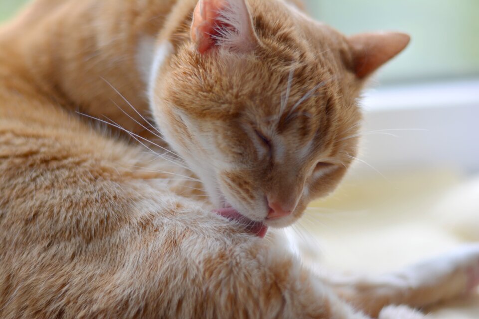 Domestic kitty feline