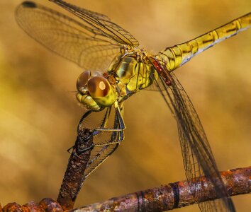 Dragonfly eyes sitting