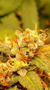 Grow marihuana