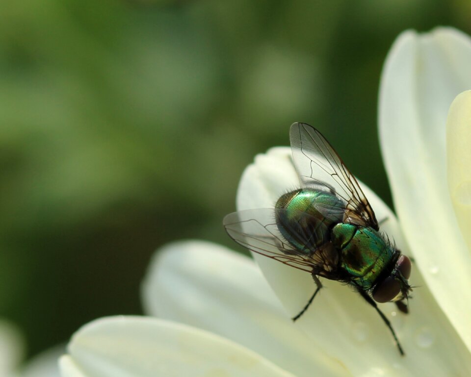 Close up macro animal