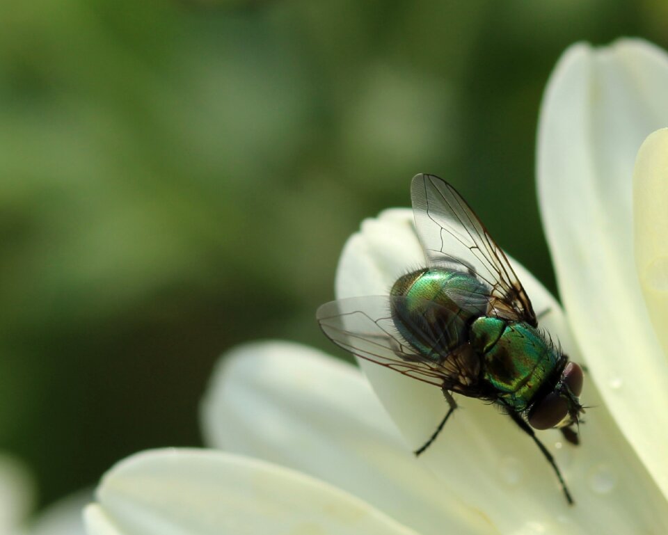 Close up macro animal photo