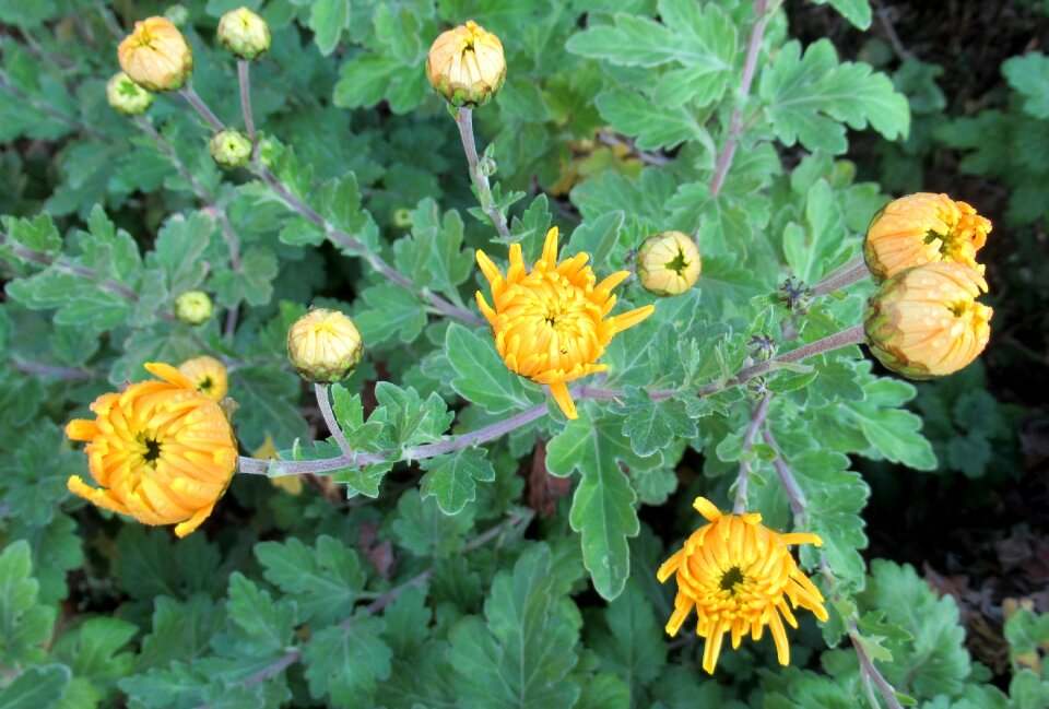 Chrysanthemum yellow flower buds