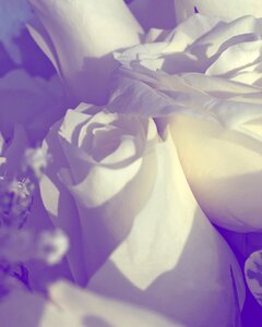 White decoration blossom