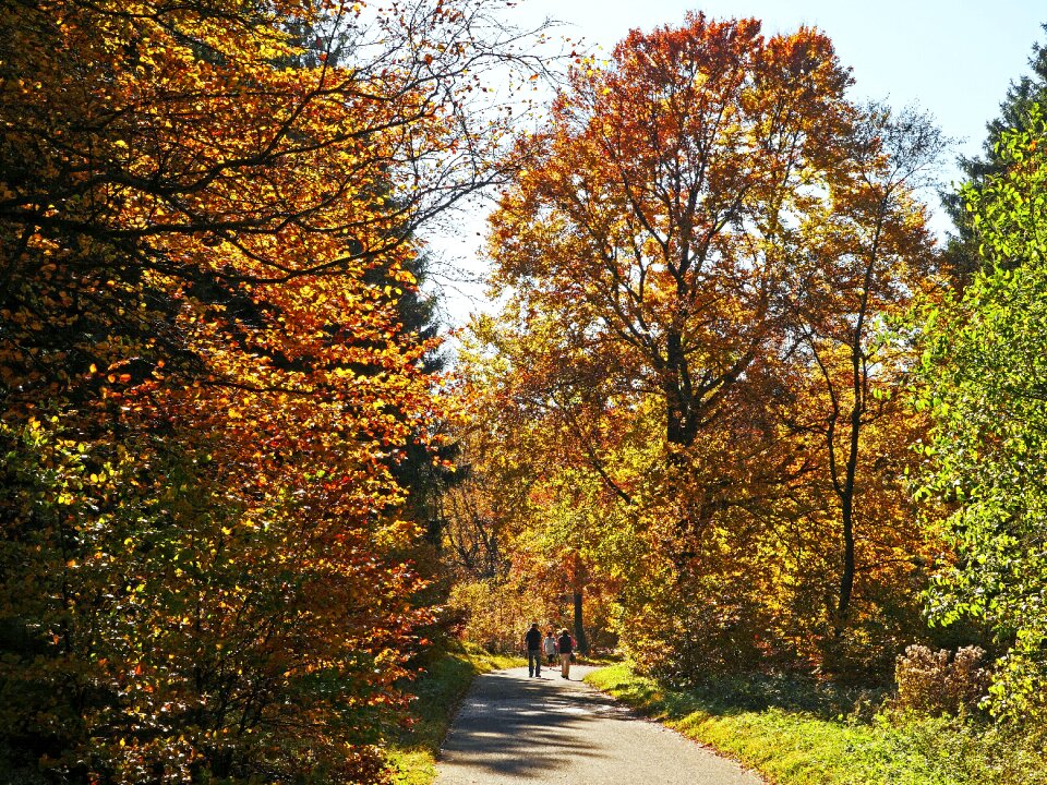 Höhenweg golden autumn farbenrausch