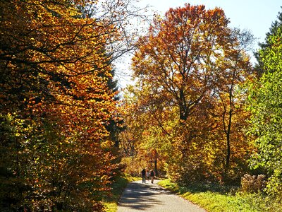Höhenweg golden autumn farbenrausch photo