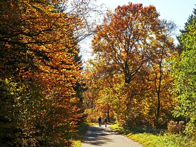Höhenweg golden autumn farbenrausch