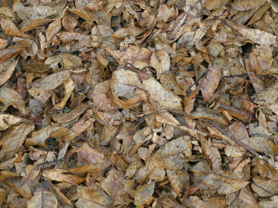 Autumn dry pattern