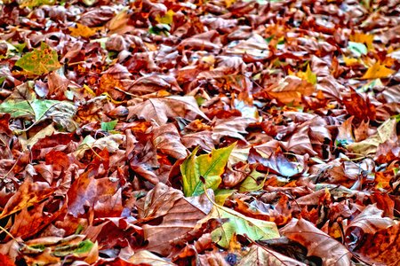 Leaves on the ground autumn colors red photo
