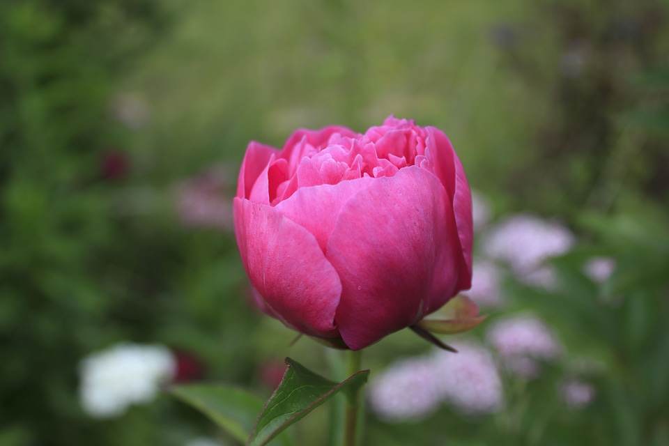 Spring scented rose garden