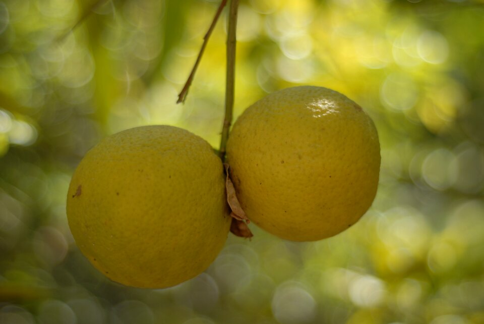 Citrus tlapa de comonfort gro