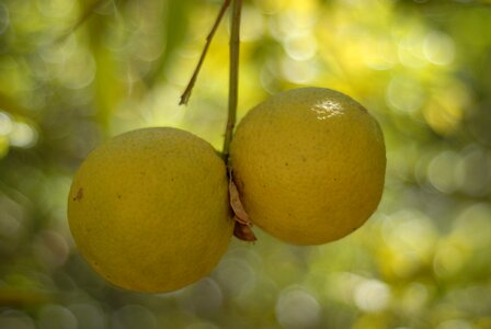 Citrus tlapa de comonfort gro