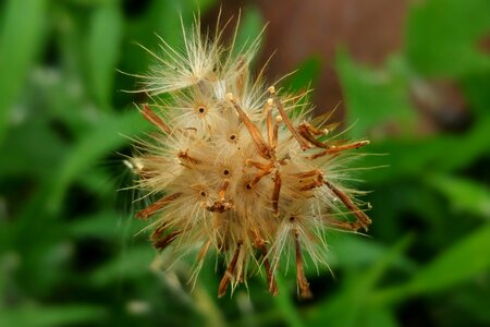 Blowball plant meadow