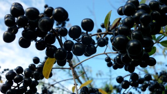 Black fruits toxic