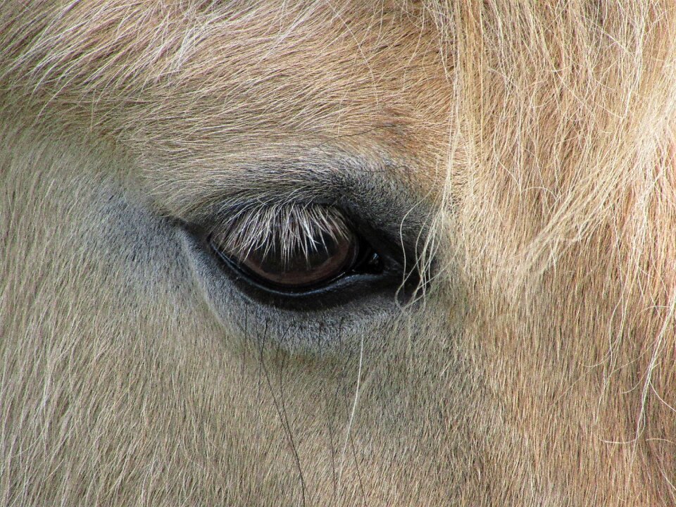 Eyelashes blonde shetland pony