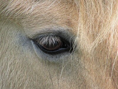 Eyelashes blonde shetland pony