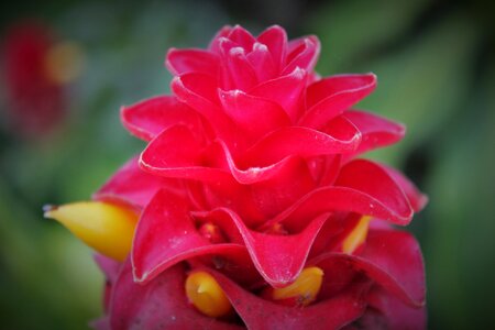 Blossom bloom exotic