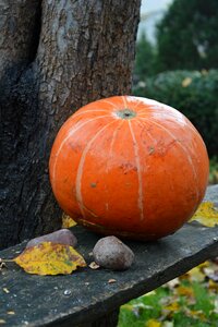 Autumn ornament pumpkin stripe photo