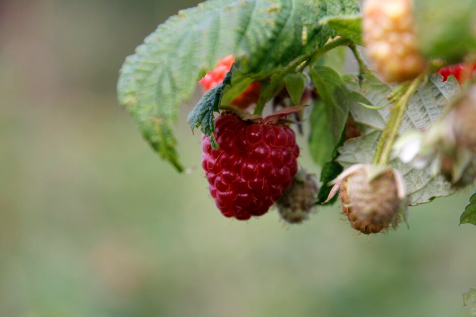 Autumn berries nature