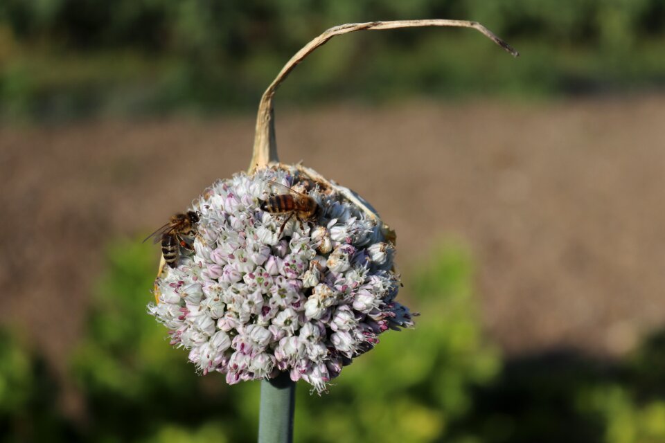 Insect wild flower nature