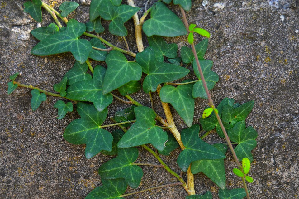 Plant green leaves plant green