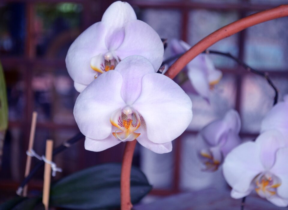 Flower nature spring