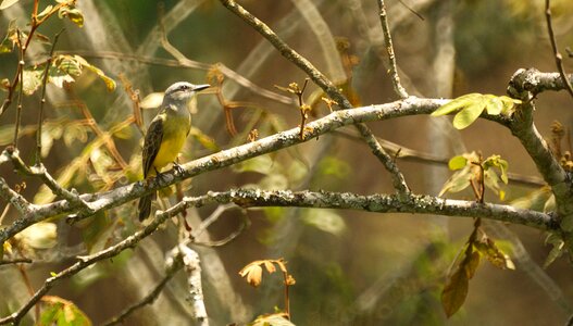 Bird trees colombia photo