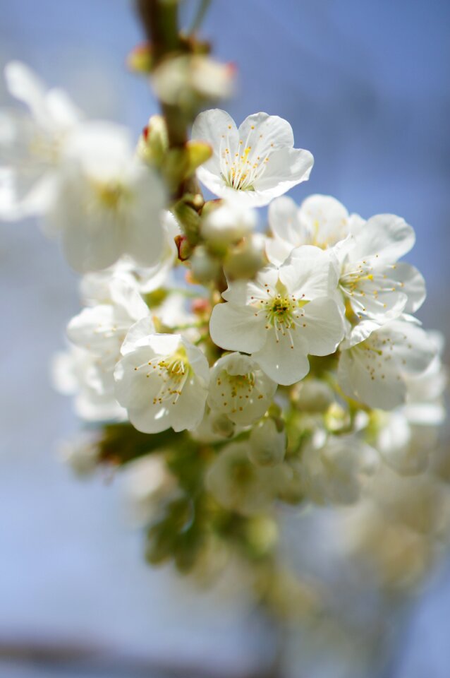 Apple tree flower spring