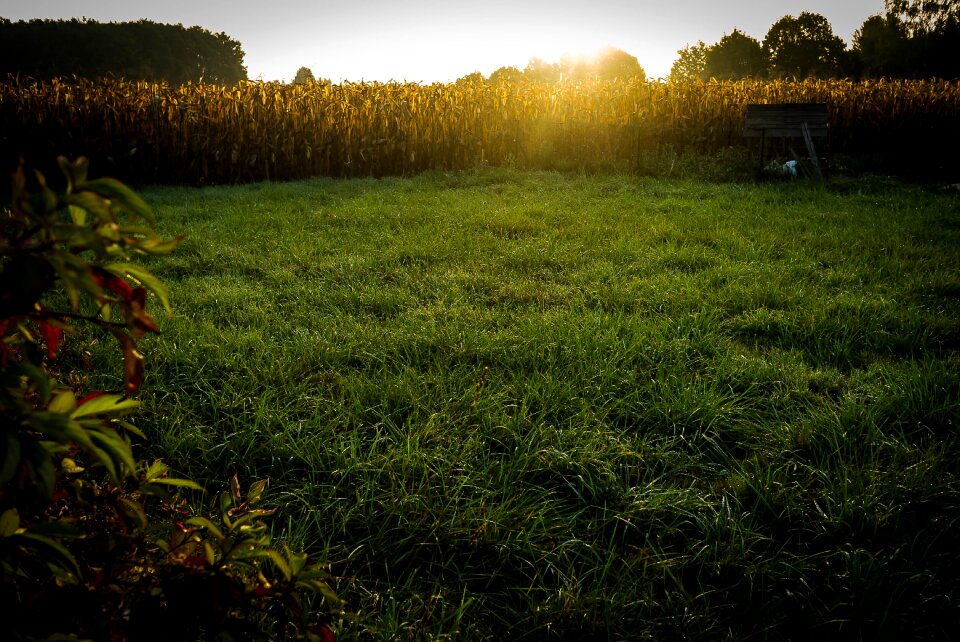 Grass autumn landscape countryside