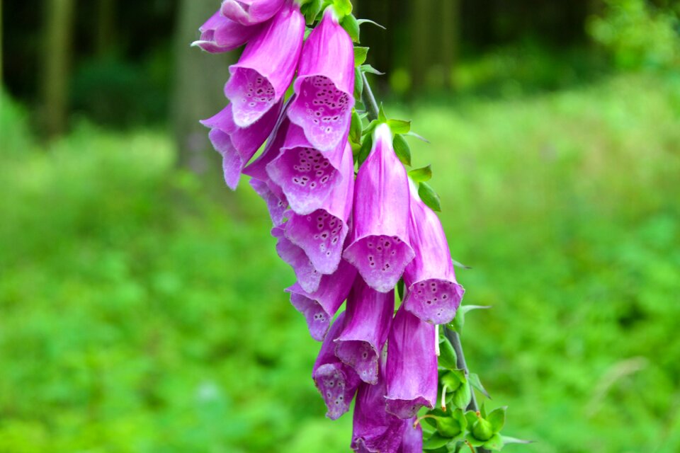 Flower giftplanze nature