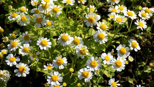Flowers summer white flowers