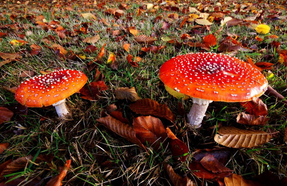Amanita muscaria fly agaric nature