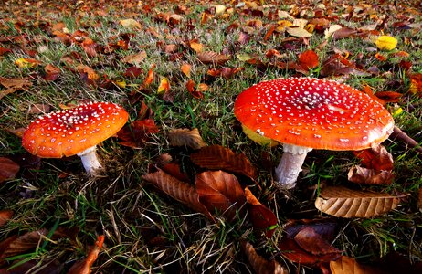 Amanita muscaria fly agaric nature