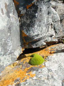 Of course weave moss