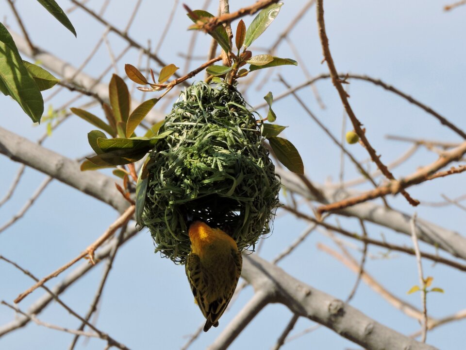 Nature bird's nest breed