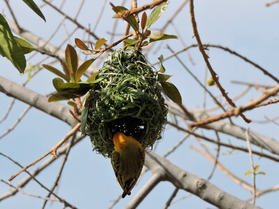 Nature bird's nest breed photo