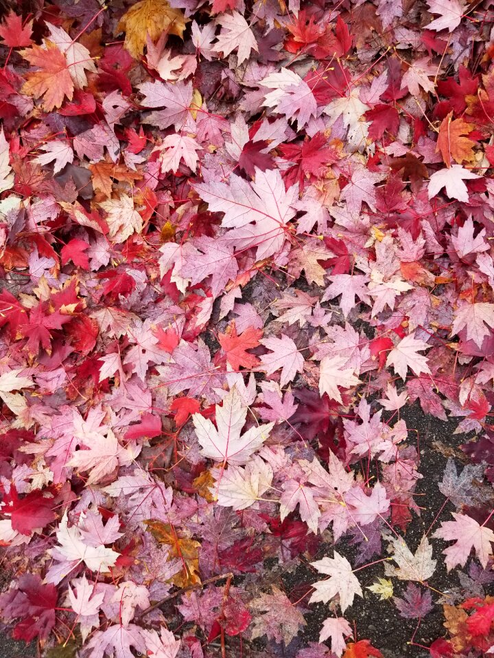 Maple season nature