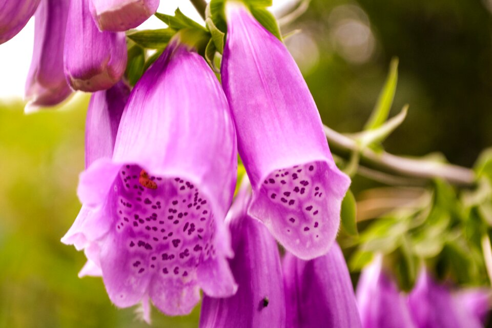 Giftplanze nature close up