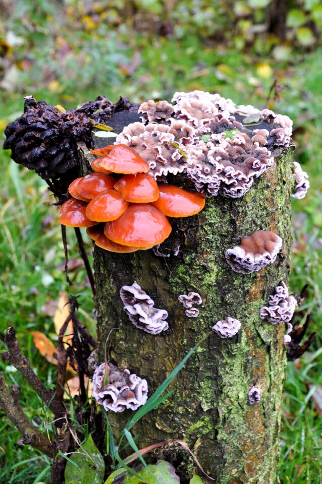 Autumn toxic mushroom picking