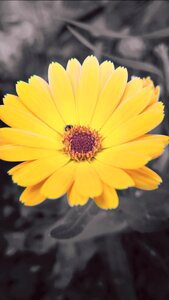Close up yellow garden
