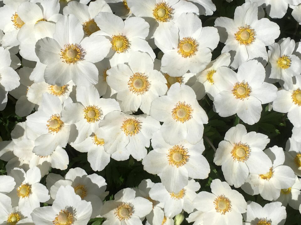 Plant spring blossom