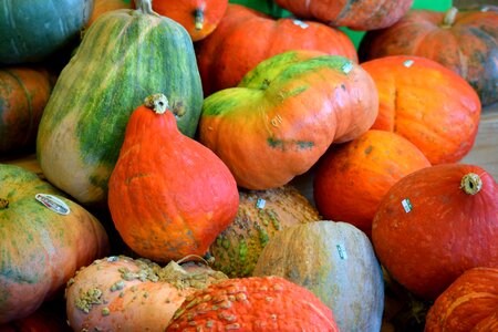 Orange color autumn harvest