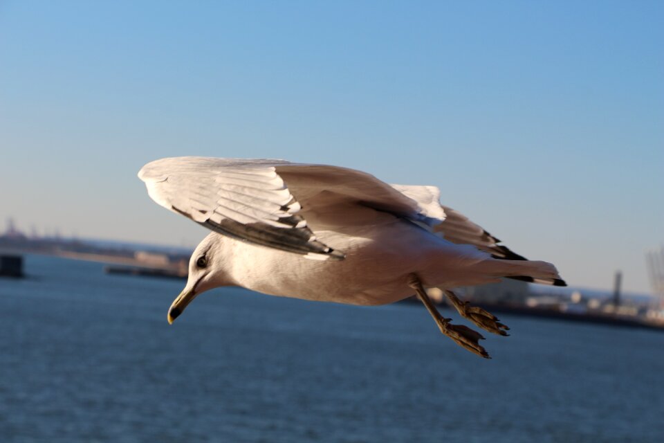 Pigeon flying paige photo