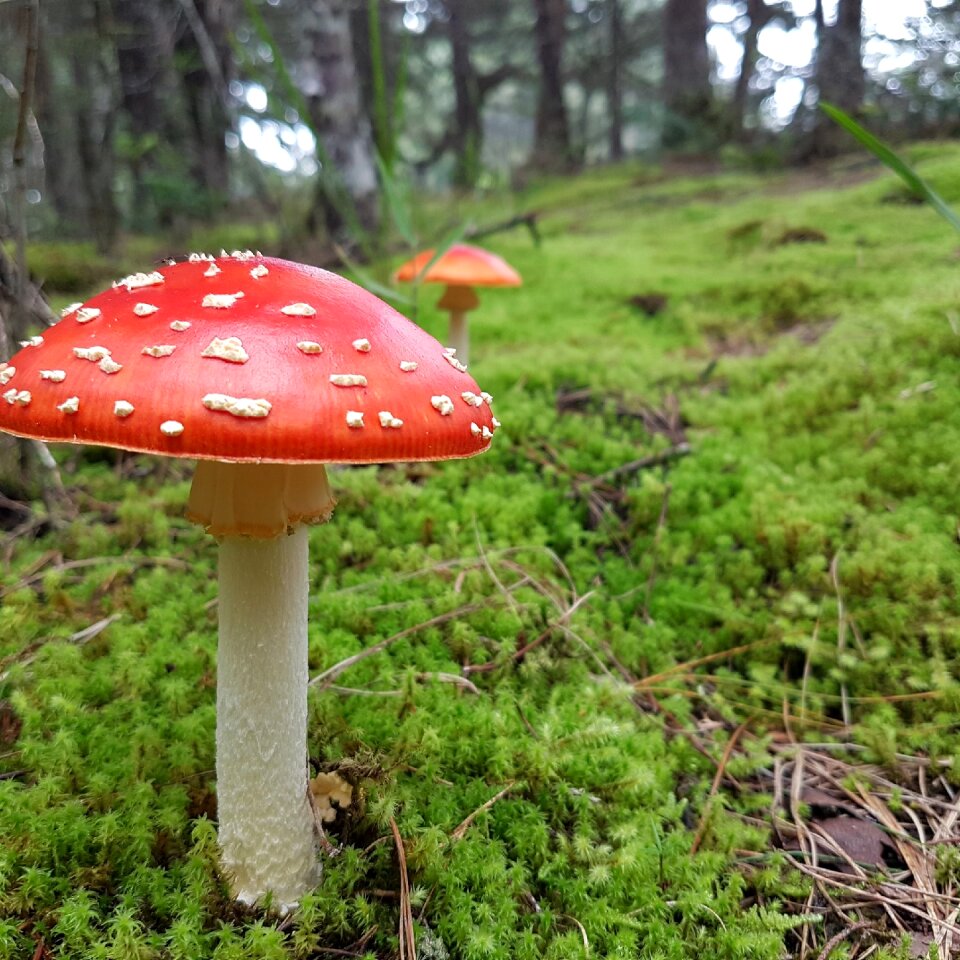 Mushrooms hiking wild