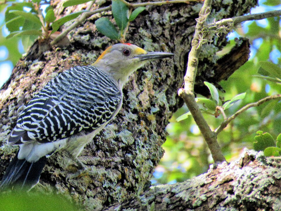 Woodpecker wildlife