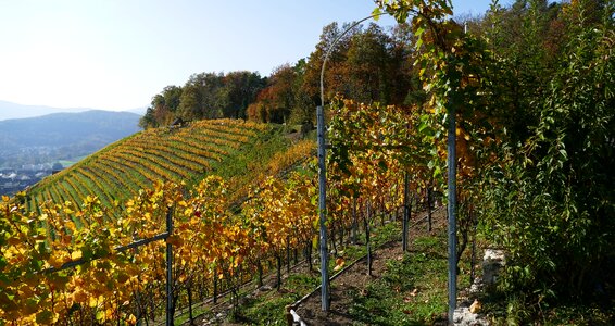 Sun slope autumn